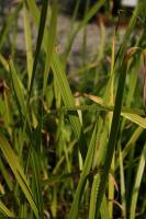 Acorus calamus