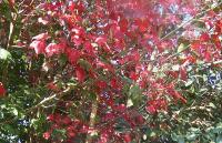 Acer calcaratum