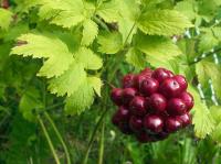 Actaea rubra