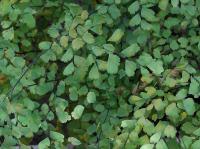 Adiantum capillus-veneris