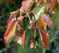 Acer tataricum