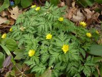 Adonis amurensis