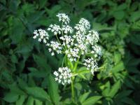 Aegopodium podagraria