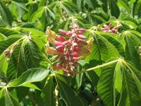 Aesculus pavia