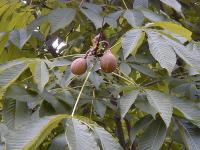 Aesculus turbinata
