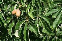 Aesculus mutabilis 'Induta'