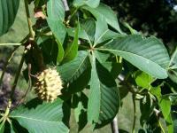 Aesculus glabra